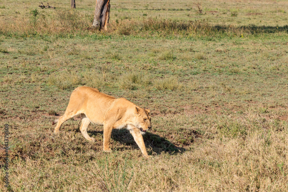 Lioness (Panthera leo) walking in savannah in Serengeti national park, Tanzania