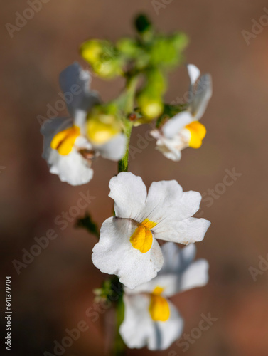 White nemesia (Nemisia fruticans)., near Daskop in the Kammanassie mountains, Western Cape. photo