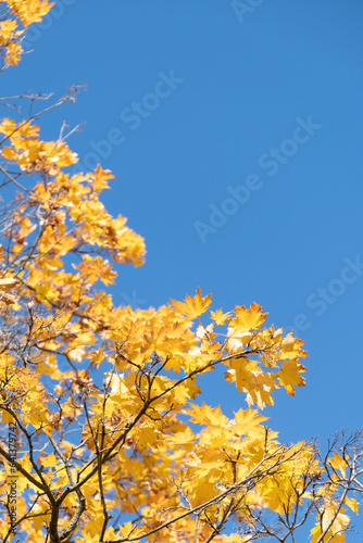 Orange yellow autumn leaves on sky background. Fall season  october  november time
