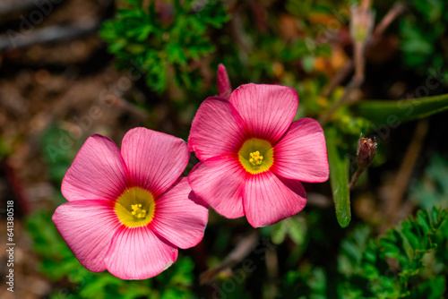 Close up of a pair of red oxalis (Oxalis obtusa) on the verge of the N9 near Nolls Halt, Western Province.