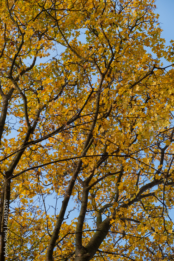 Orange yellow autumn leaves on sky background. Fall season, october, november time Orange yellow autumn leaves on sky background. Fall season, october, november time