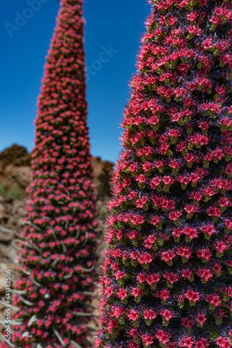 Closeup of tajinaste rojo or red bugloss. Cone with many purple and red flowers photo