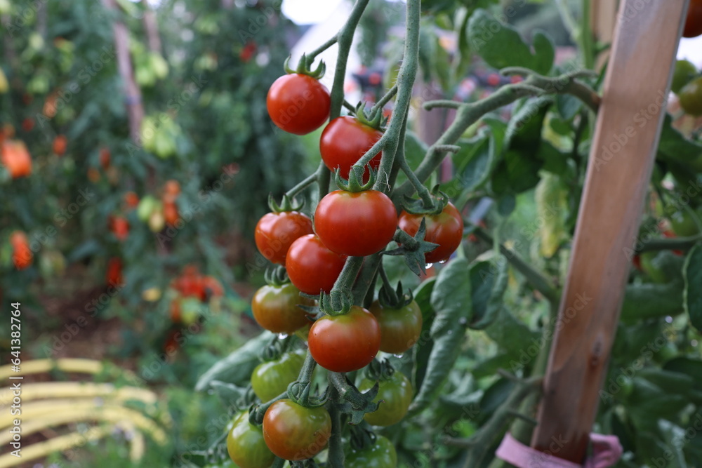 Ripe tomatoes in the garden