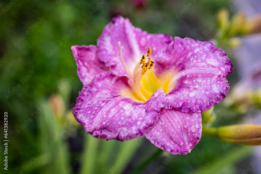 Fototapeta premium Purple flower. Purple daylily flower with dew drops