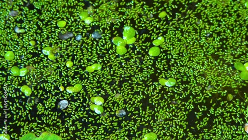 Spotless watermeal, rootless duckweed (Wolffia arrhiza) and duckweed (Lemna turionifera) in a stagnant freshwater pond photo