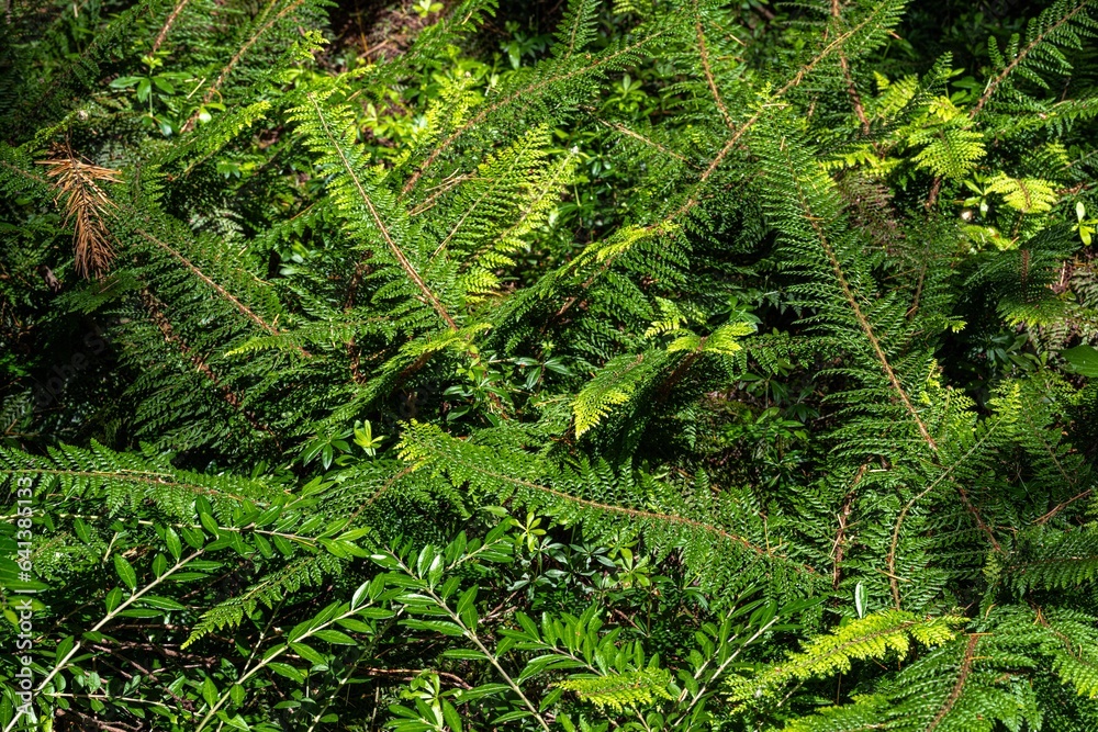Hedge Fern (Polystichum setiferum) ‘Mossy Mama’ Hedge Fern (Polystichum setiferum) ‘Mossy Mama’