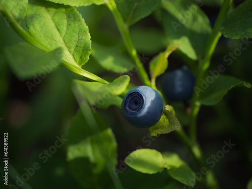 Owoc jagody wśród zieleni w letnim lesie © Aneta