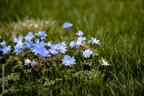 tender blue flowers background