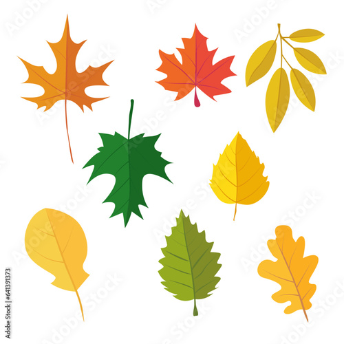 Set of Autumn Leaves Vector, maple leaf, oak leaf, dry autumn leaf, maple leaf, oak leaf, dry autumn leaf 