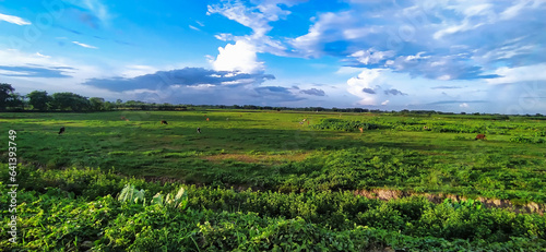 Foto background green sky view