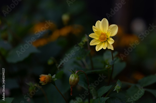 yellow beautiful Dahlia coccinea