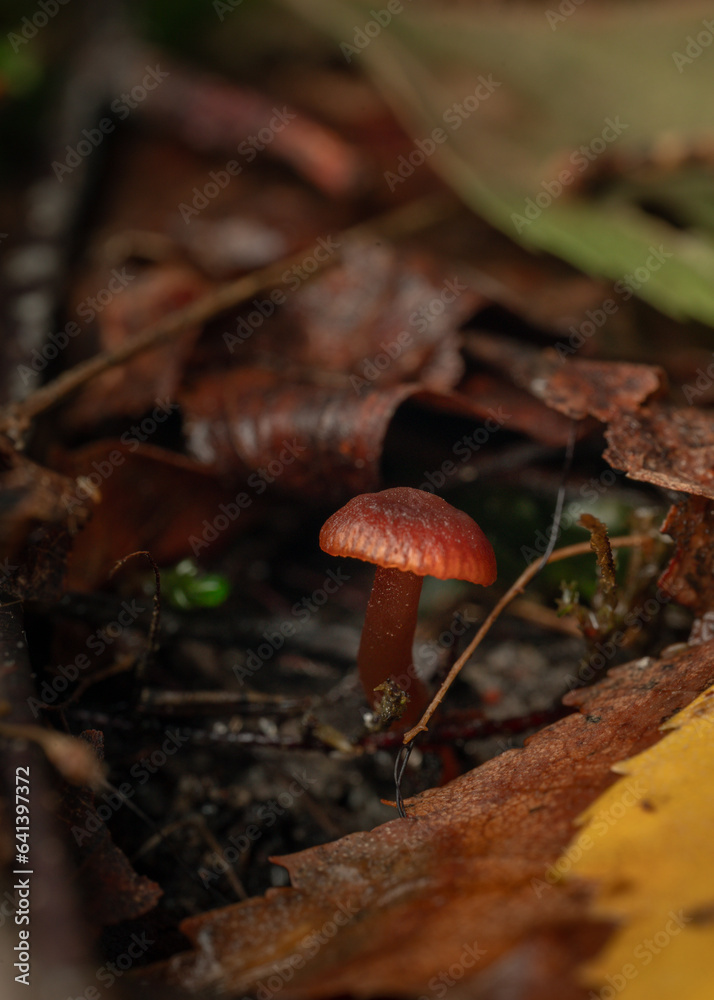 Poisonous and inedible mushrooms in the forest Poisonous and inedible mushrooms in the forest