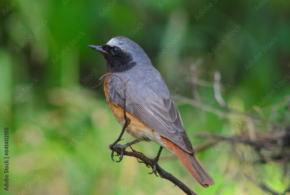common redstart common redstart