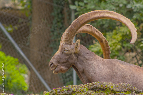 Steinbock