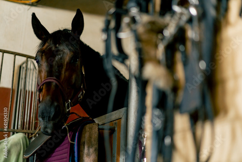 Portrait of a beautiful black horse standing in a stall at the stable concept of love for equestrian sports and horses © Guys Who Shoot
