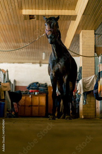 Portrait of a black beautiful horse that stands tied in a stall concept of love for equestrian sports and horses