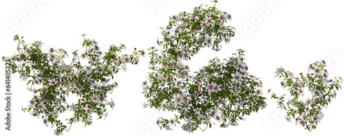 cassis plant  clematis florida  hq arch viz cutout plant 3d render