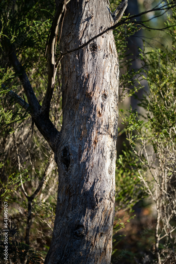 native gum tree growing in a forest in a national park in australia in the bush in spring