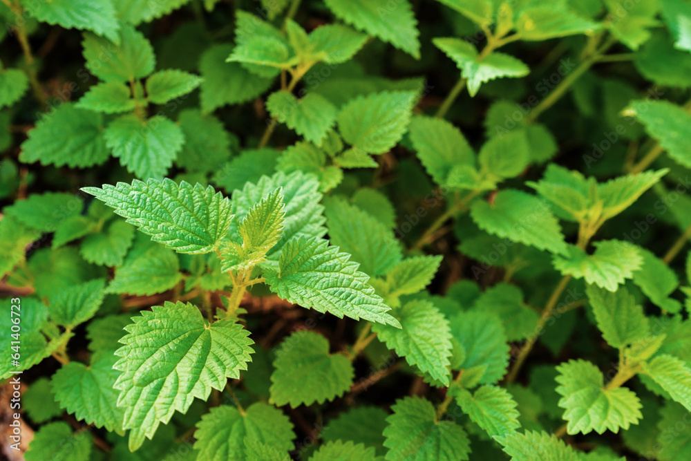 Stinging nettle, urtica dioica in the garden is herbaceous perennial flowering plant in the family Urticaceae Stinging nettle, urtica dioica in the garden is herbaceous perennial flowering plant in the family Urticaceae