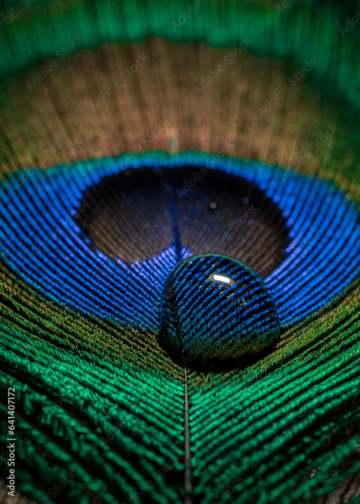 Fototapeta premium In many colors peacock feather with water drop
