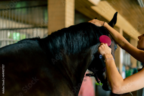 Close-up of a girl stable worker combing out the mane of a black horse in a stable concept of love for equestrian sport