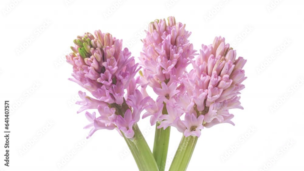 Spring flowers Hyacinth opening. Blooming of beautiful flowers on white background. Timelapse. Spring flowers Hyacinth opening. Blooming of beautiful flowers on white background. Timelapse.