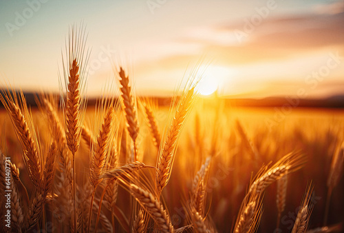 Sunset in wheat field stock orange and gold ai generated