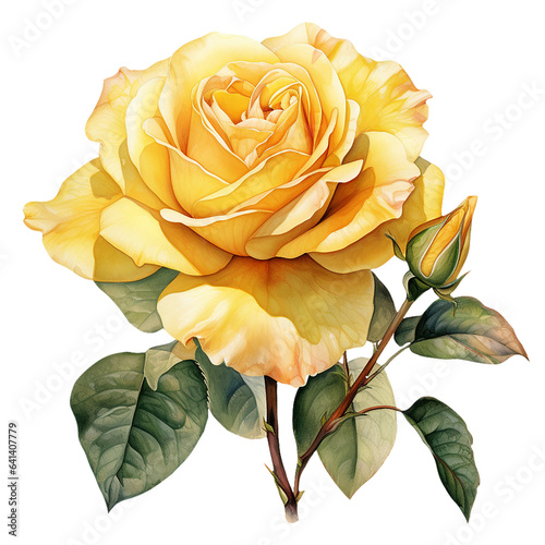 Yellow watercolor rose flower isolated on white background. Generated AI © OlyGutArt
