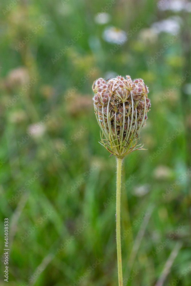 The flower of a wild carrot in green meadow, Daucus carota The flower of a wild carrot in green meadow, Daucus carota