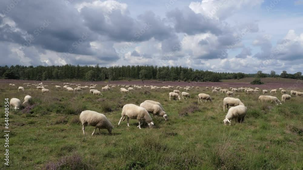 Herd of sheep grazing at blooming heathland at national park Posbank and Loenermark in the Netherlands Herd of sheep grazing at blooming heathland at national park Posbank and Loenermark in the Netherlands