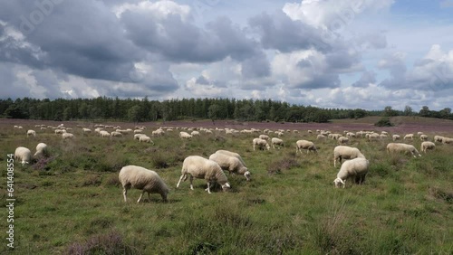 Herd of sheep grazing at blooming heathland at national park Posbank and Loenermark in the Netherlands photo