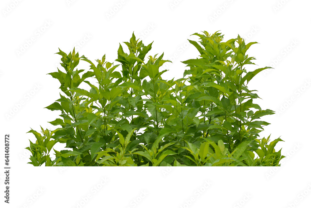 Obraz premium Green bush isolated transparency background.