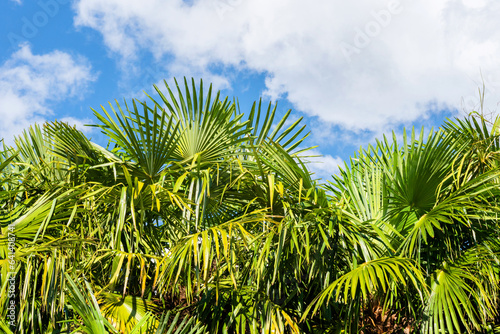 Coconut palm trees against blue sky, crown of a palm tree of coconut on sunny summer day