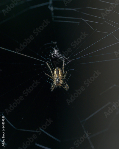 Spider web with spider in different positions