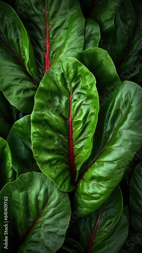 Green Leaves texture with water drops background. Beautiful bright fresh natural close-up of beet greens for making healthy food salad, detox. Vertical photography...