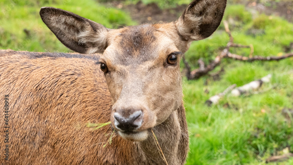 Red Deer, Narvik