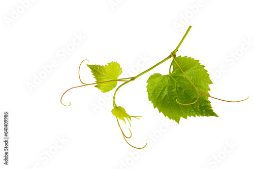 Grape leaves isolated on white .