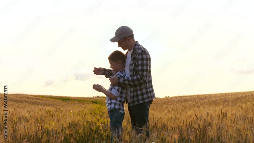 A man farmer and a boy child in a field. A family of farmers during the wheat harvest. Father and son consider the ear, grain. The concept of family business, grain export and import. training A man farmer and a boy child in a field. A family of farmers during the wheat harvest. Father and son consider the ear, grain. The concept of family business, grain export and import. training