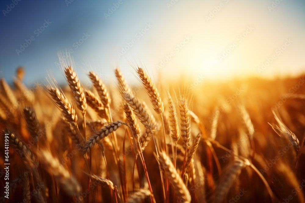 A beautiful golden wheat field glowing in the warm light. Generative AI