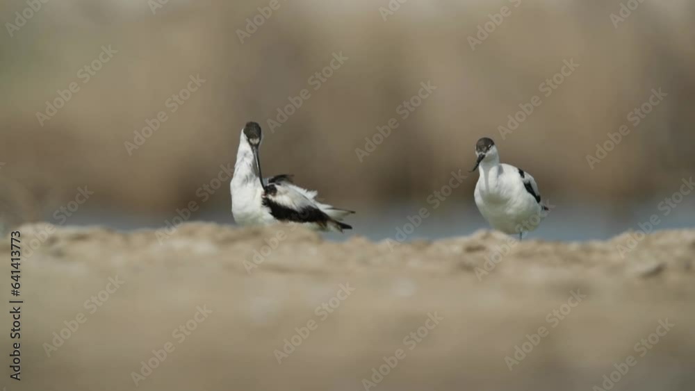 Pied Avocet preening at Asker marsh Pied Avocet preening at Asker marsh