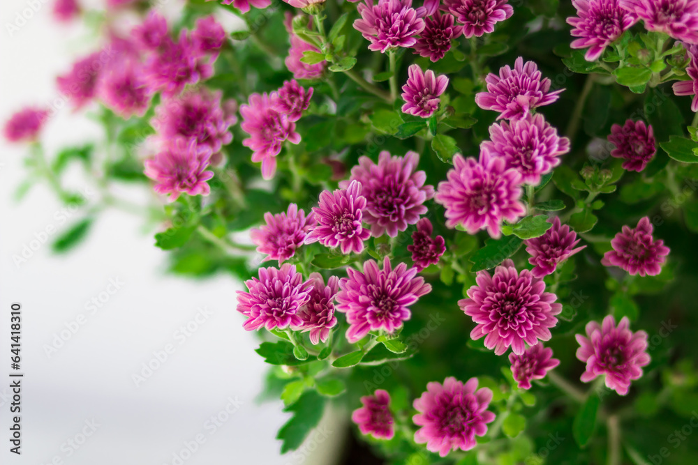 Top view of a bouquet of purple chrysanthemums. Flowers close-up