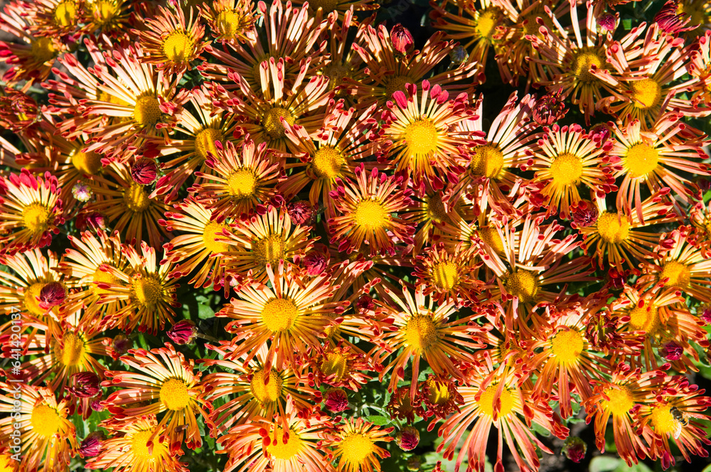 Fototapeta premium Chrysanthemums flowers in a city garden. Beautiful autumn background.