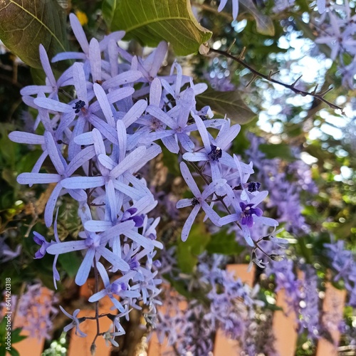 etrea volubilis, commonly known as purple wreath, queen's wreath or sandpaper vine, is an evergreen flowering vine in the family Verbenaceae, native to Tropical America, that is valued especially for 