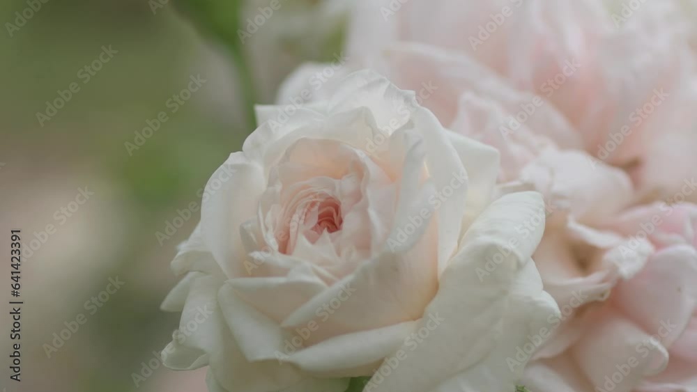 beautiful soft pink roses flower blooming in garden. macro footage. beautiful soft pink roses flower blooming in garden. macro footage.