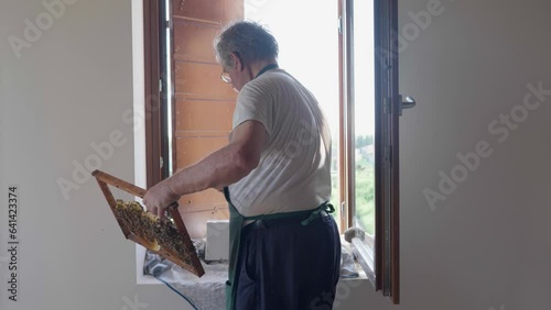 Skilled senior beekeeper takes a swarm from a window. Professional without mask takes honeycombs filled with honey and places them inside a box after letting the queen enter. Videos in sequence. photo