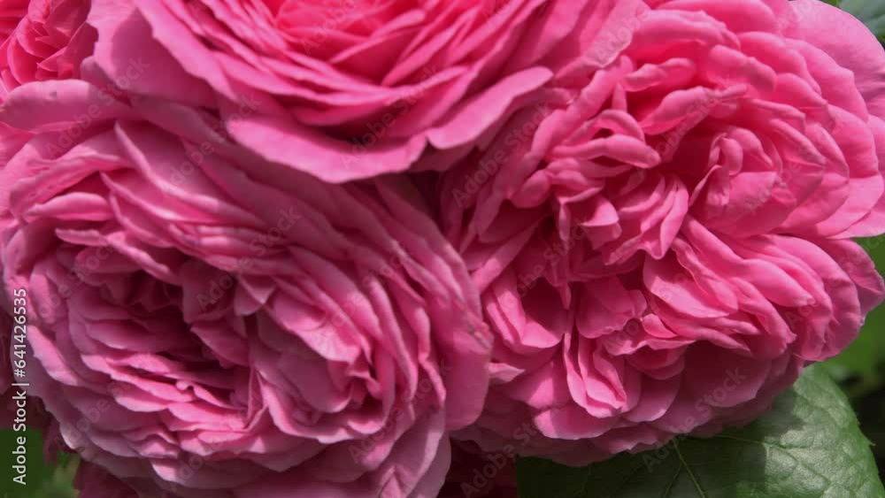 beautiful cold pink roses buds bouquet blossom in garden. sunny morning. close beautiful cold pink roses buds bouquet blossom in garden. sunny morning. close