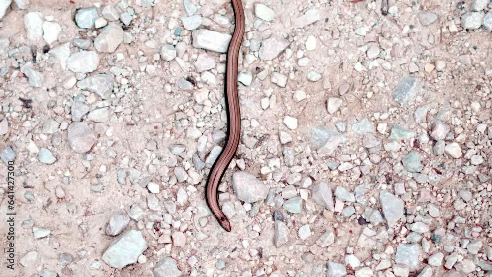 Long red snake crosses rocky terrain. Top view of a viper crossing in the center of the frame. Small serpent moves in its mountain habitat. Animals, nature, still shot in 4k. Long red snake crosses rocky terrain. Top view of a viper crossing in the center of the frame. Small serpent moves in its mountain habitat. Animals, nature, still shot in 4k.