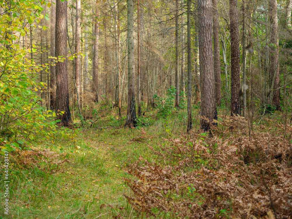 Obraz premium golden yellow autumn forest scene