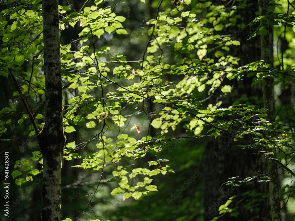 green summer foliage textured background green summer foliage textured background