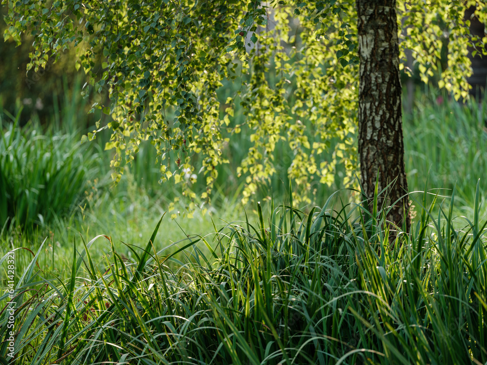 green summer foliage textured background green summer foliage textured background